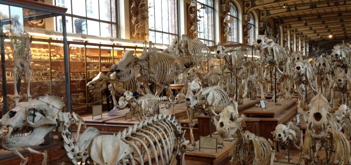 パリ自然史博物館