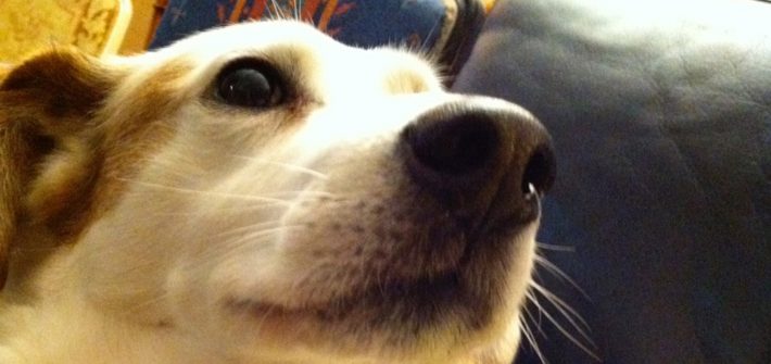 さよならオッキー。