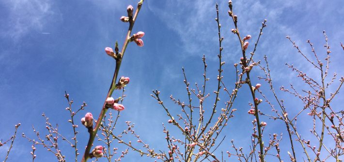 セイヨウスモモのつぼみ