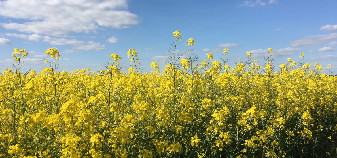 Le Champ de Colza - 菜の花畑