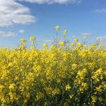 Le Champ de Colza - 菜の花畑