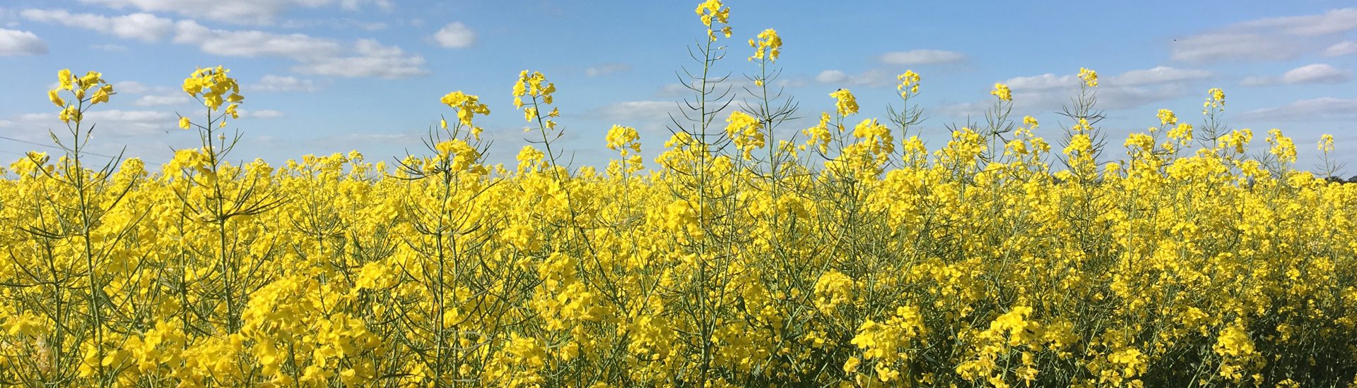 Le Champ de Colza - 菜の花畑