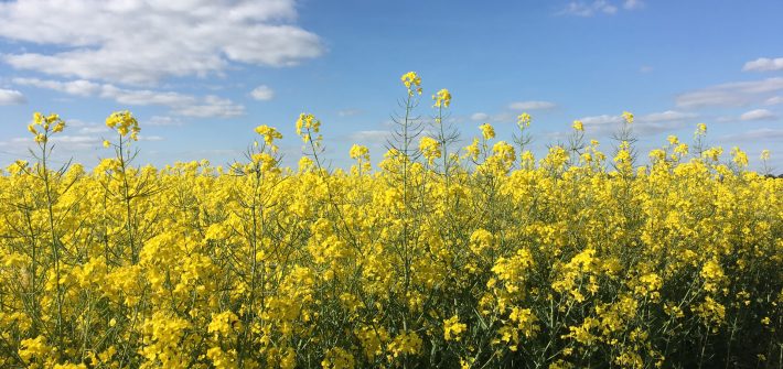 Le Champ de Colza - 菜の花畑