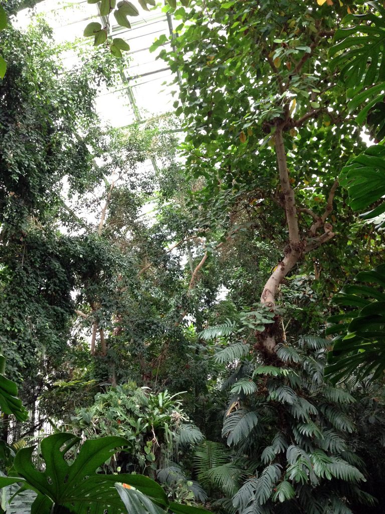 パリ植物園のジャングル
