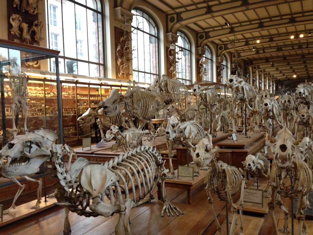 パリ自然史博物館
