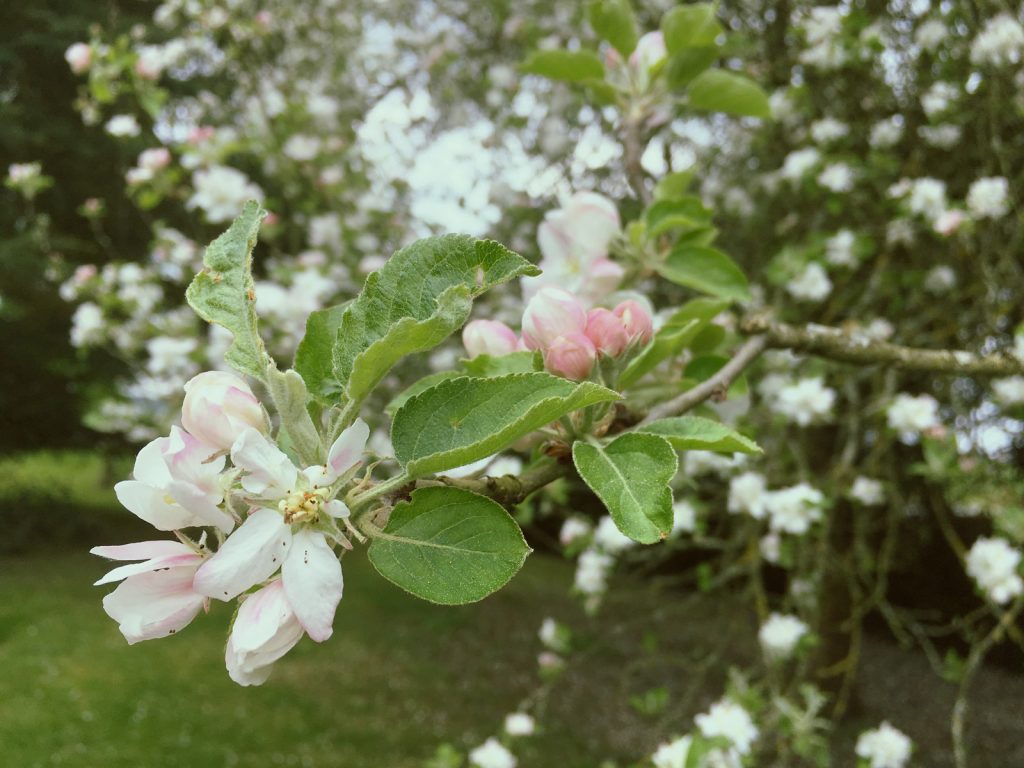 りんごの花とつぼみ
