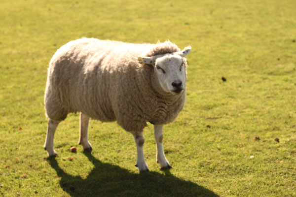 オランダの羊たち #2