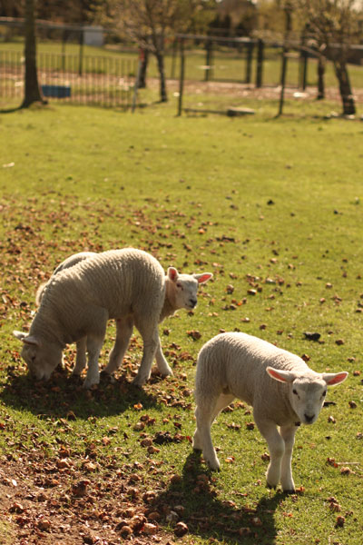 オランダの羊たち #3